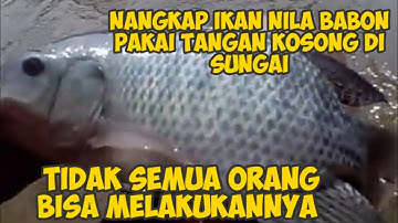 NANGKAP IKAN NILA BABON PAKAI TANGAN KOSONG DI SUNGAI // NGEROGOH