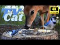 Cat TV for Pets to Watch 😻 | 4K** A Deer and Birds Feeding | Magpie, Blue Jays, Sparrows, and More!