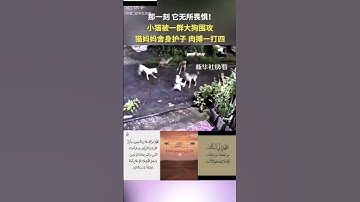 #قرآن #duet #اكسبلور #مسلم #تلاوة_خاشعة #راحة_نفسية #animals #عبدالرحمن_مسعد #سورة _ابراهیم#foryou 🩷