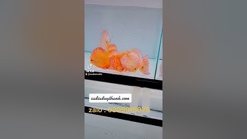 cá đĩa duy thanh I sỉ lẻ cá đĩa