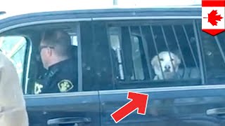 Dog arrested for being a very bad boy after deer attack - TomoNews