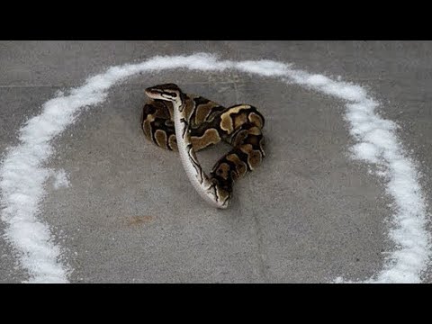 Видео: Что Произойдет, Если Поместить Змею в Круг из Соли?