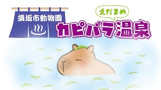 【長野県須坂市動物園】カピバラ温泉　節分なので枝豆の湯　ゆっくり動画　わが家のペット