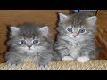 Cute Little Kittens Playing Hide and Seek - Cute & Funny CATS