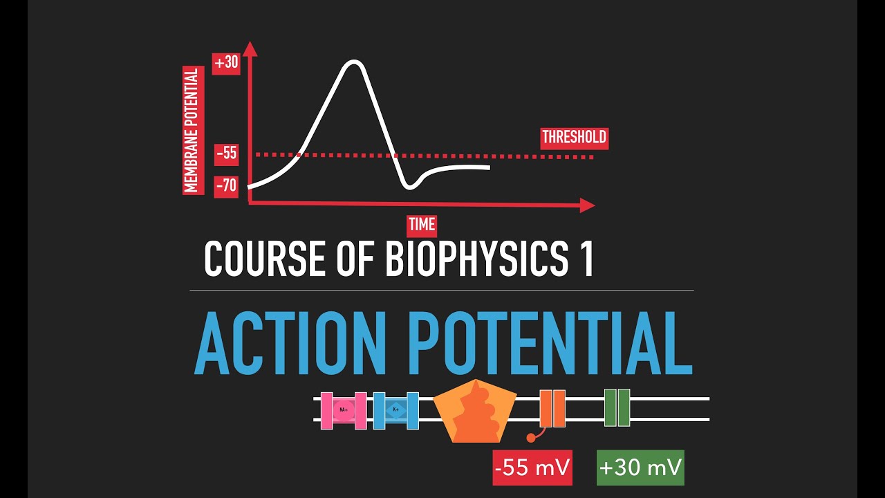 The Action Potential - YouTube