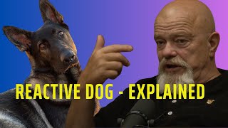 Reactive Dog  Explained