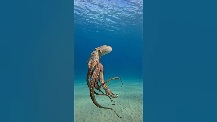 Octopuses Unbelievable Skills #animals #ocean #octopus #shorts #shortvideo #babyoctopus #sea