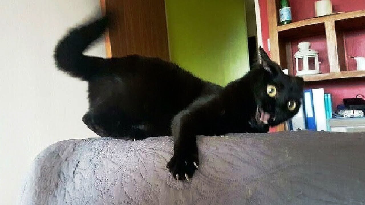 ⁣Cats With Zero Brain Activity 😂 Funniest Cats Videos 2025 😹 Part 40