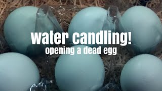 Water Candling An Egg: is it dead?!