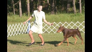 Amazing Dog Show with Super Dog Performance | Best Dog Training