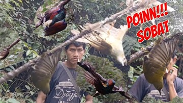 Mikat burung di hutan sumatera  poin nya burung kolibriwulung