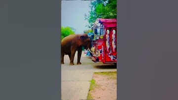 #bus #driver #modified #srilanka #1million #trending #travel #1ksubscribers #1millionviews #dj #bus