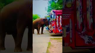 Download Lagu #bus #driver #modified #srilanka #1million #trending #travel #1ksubscribers #1millionviews #dj #bus MP3 Download Lagu #bus #driver #modified #srilanka #1million #trending #travel #1ksubscribers #1millionviews #dj #bus MP3