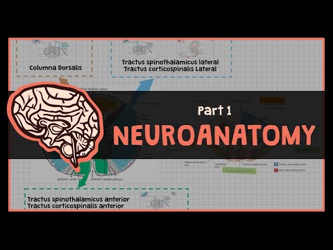 Overview Dasar Sistem Neurologi : #1 NEUROANATOMY