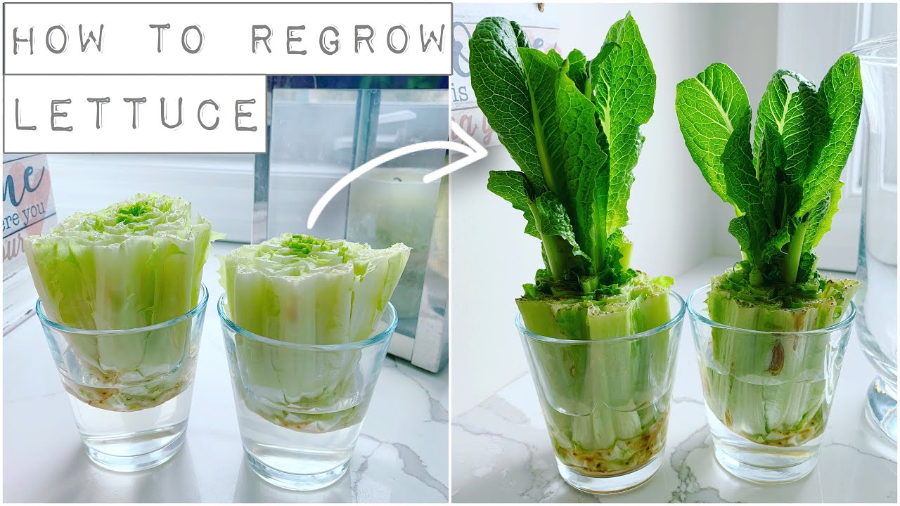How To Regrow Lettuce With Just Water!