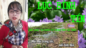 LỤC BÌNH TÍM ( ĐKLG , PVĐK ) TG : SƠN HẠ  // TB : LẠC BƯỚC