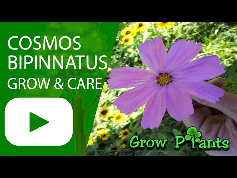 Cosmos bipinnatus - grow & care (Garden cosmos)
