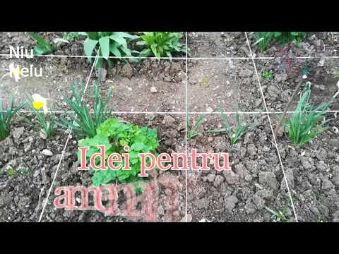 Idei pentru amenajari gradini (Ideas for landscaping)