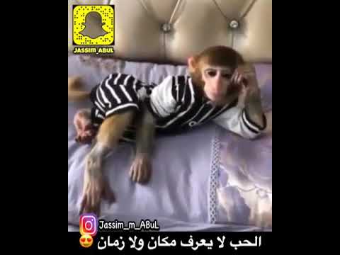 كلنا كلنا فالحب سوا