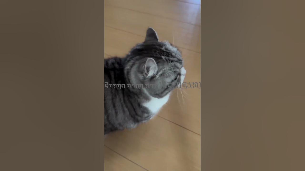 Какой тот какишь - YouTube