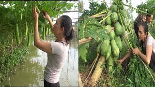 1239 / Thu hoạch đu đủ, bầu sao đi chợ bán