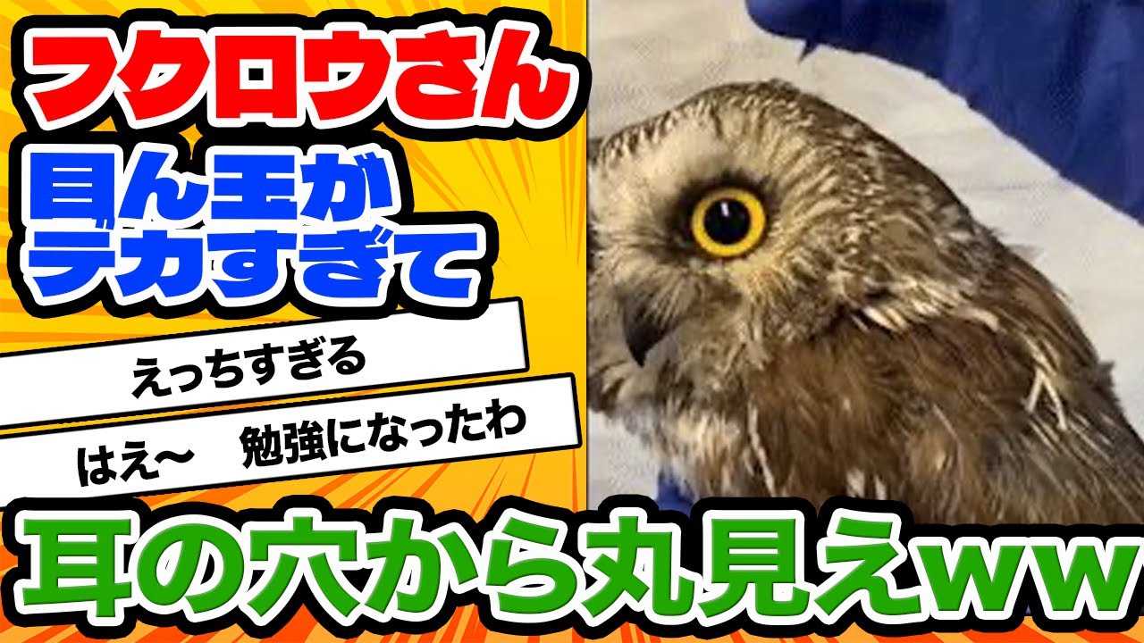 【2ch動物スレ】【悲報】フクロウさん、目ん玉がでかすぎて耳の穴から丸見え