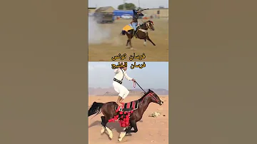خيل خيل عربيه اصيله خيل عربيه فرس فرسان خيالة حصان حصان عربي اصيل Horse Horseracing مصر 