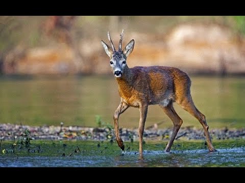 COMO A CORÇA  Cristãos Contra O Mundo