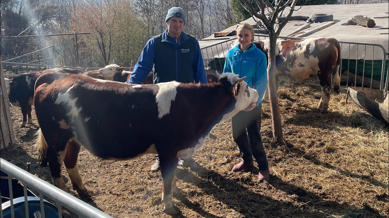 Vacche grigio alpina e valdostana mungitura Az.agricola Fissello