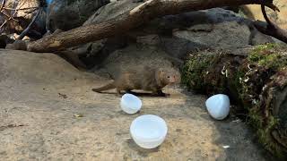 Tiny Dwarf Mongooses Play With Toy Eggs