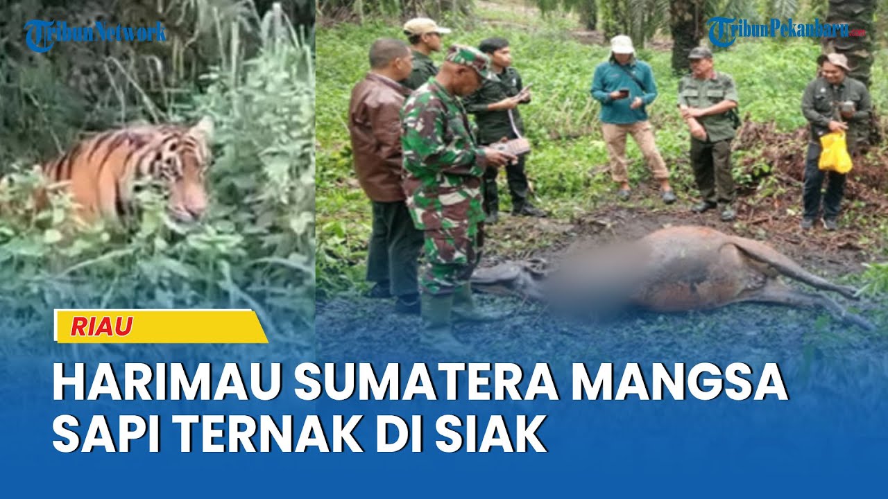 Harimau Sumatera Mangsa Sapi Ternak di Siak, BBKSDA Riau Pasang Kamera Trap