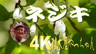 山採り自然樹形 お庭必須アイテム] 大きくならないネジキ 花 2021