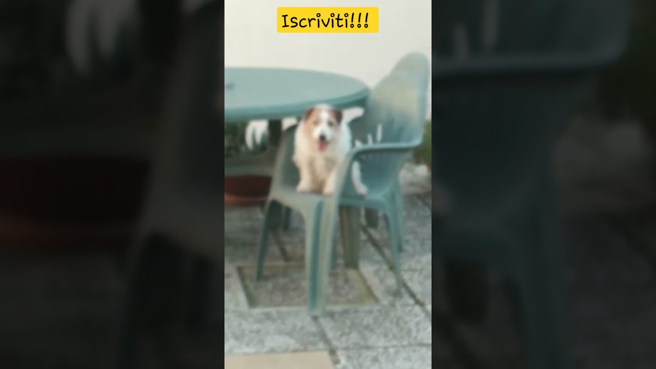 Il CaneEducato sulla Sedia!! 