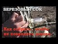 Сбор березового сока. Как собрать, чтобы не повредить дерево.