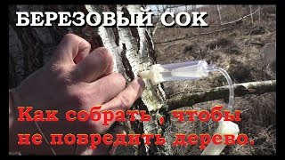 видео Берёзовый сок когда собирать в этом году