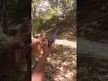 30 bore pistol fring  target shooting fring pistolfiring viral shoot