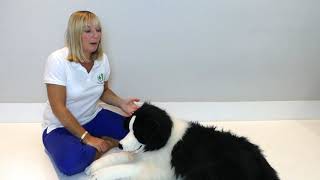 How to Help a Dog with Spinal Injury | First Aid
