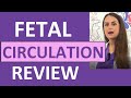 Fetal Circulation (Before and After Birth) Maternity Nursing Heart Shunts NCLEX