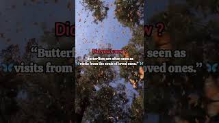 Butterflies Are The Soul Of The Loved One