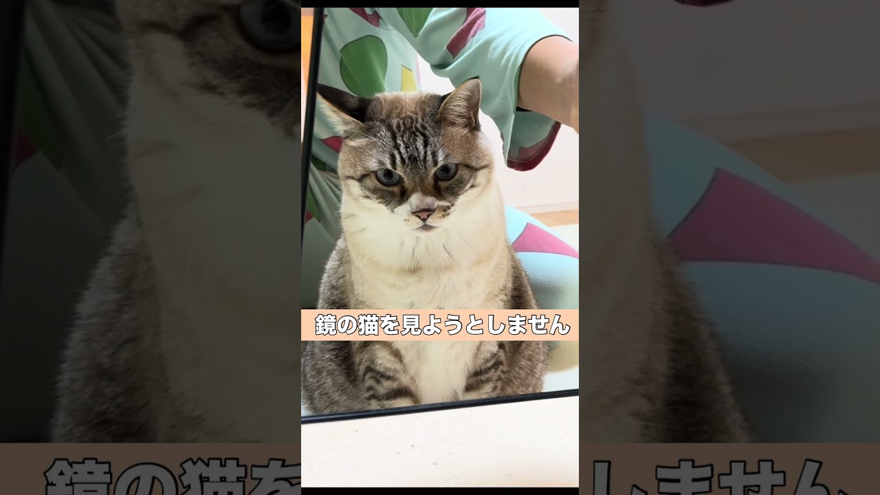 鏡と猫 #ねこチャックの日常 #cat #猫 #猫好きさんと繋がりたい #猫のいる暮らし #子ネコ