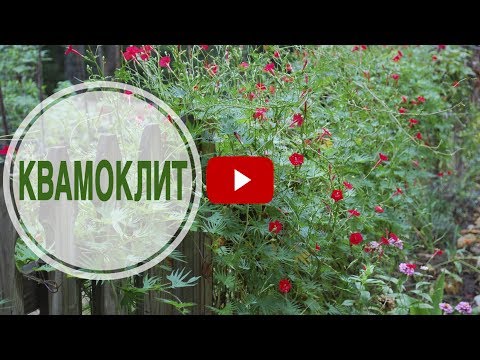 Video: Эртең мененки даңк квамоклит (28 сүрөт): көчөттөргө үрөн отургузуу, ачык талаадагы гүлгө кам көрүү, эртең мененки даңктын квамоклит кызыл 