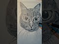 Pencil Drawing of Cat