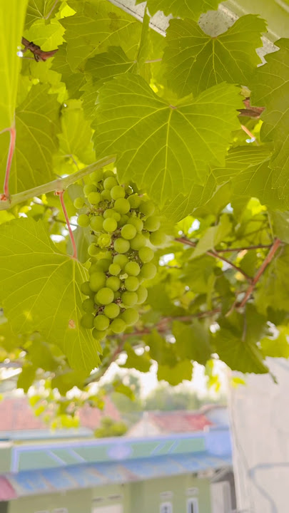 🌿 Growing Grapes on the Rooftop: My Urban Garden Journey #asmr #nature #grape #relaxing