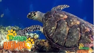 * SEA TURTLES * | Animals For Kids | All Things Animal TV