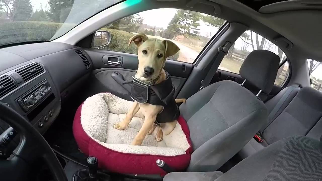 Puppy Tips Cars Seats Designating His Seat and Getting Him Out of Yours YouTube