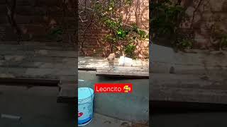 #leoncito #mexico #gatosengraçados #gatosfofos #gatosdivertidos #gatos #mascotas