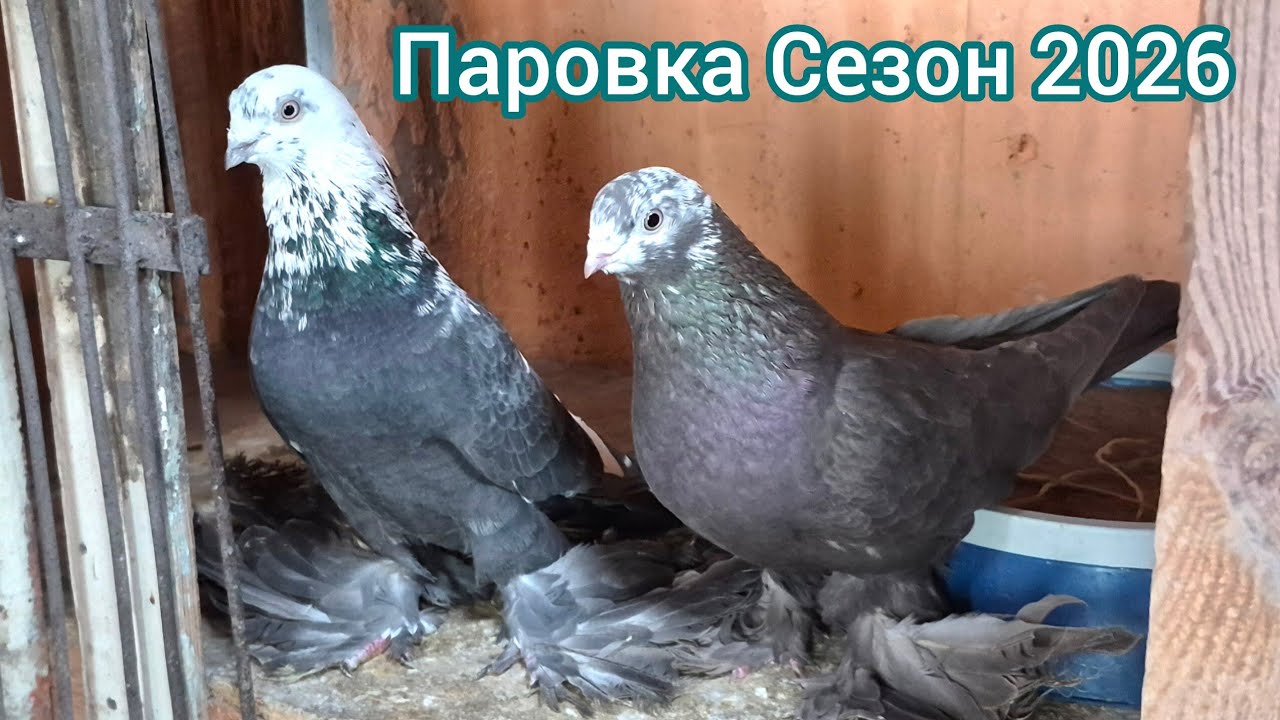 Паровка Сезон 2026. Основные. Цветные пёстрые и Поясные голуби. КЗ СА