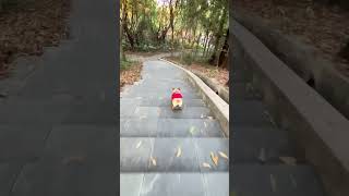 Talented Corgi Skates The Stairs