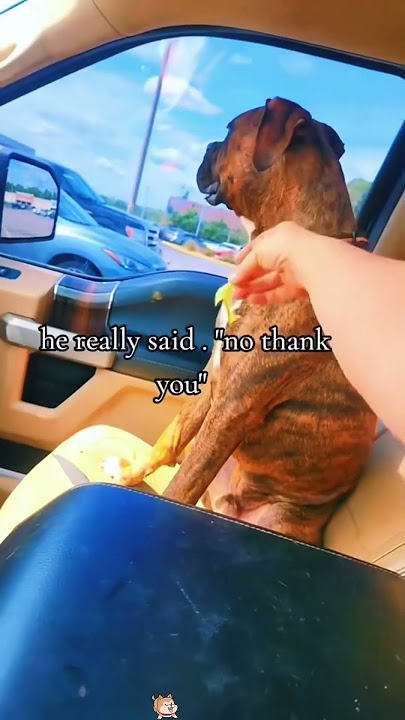 Dramatic dog #funnydogs #DogTok #DogFails2025 #DogsOfspring #DogVsOwner #petfyp #usa