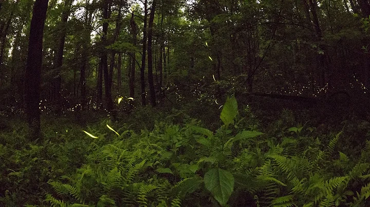 Magic in the night-the dance of Synchronous Fireflies | Sci NC